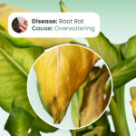 تطبيق التعرف على النباتات Blossom