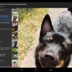 rif is fun golden platinum for Reddit