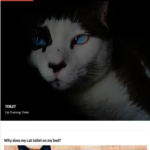 تطبيق Cat Training