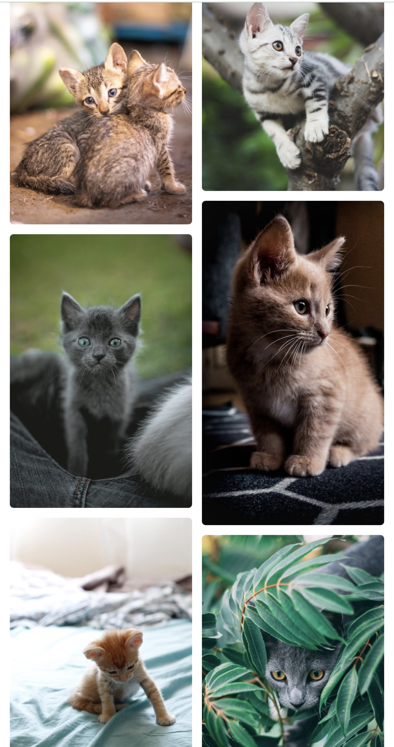 Cat Training