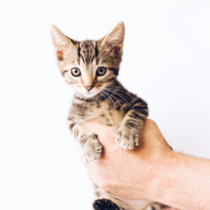 تحميل تطبيق Cat Training مهكر للاندرويد والايفون 2026 برابط مباشر